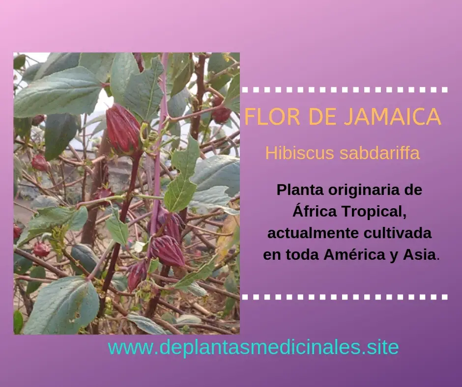 Flor de Jamaica originaria de África , Planta comestible con la cual hacen tacos y enchiladas.