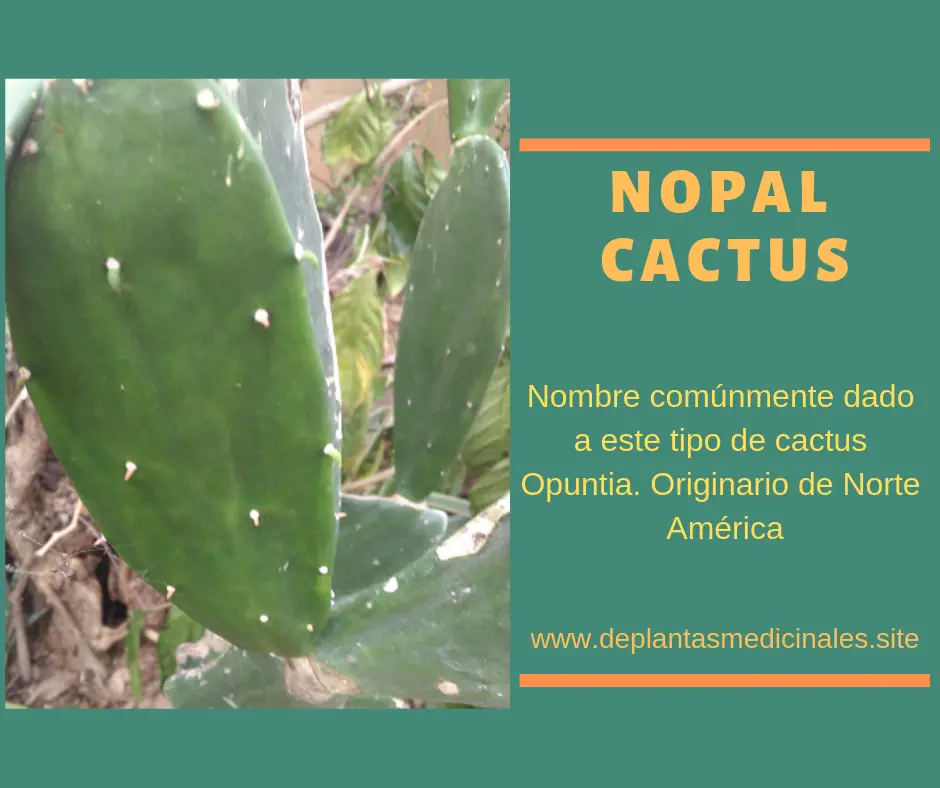 Nopal Planta Cactácea rica en vitamina y calcio. usada en méxico para hacer ensaldas