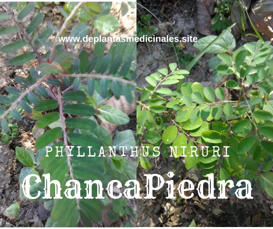 Chancapiedra planta utilizada para eliminar cálculos vesiculares y renales