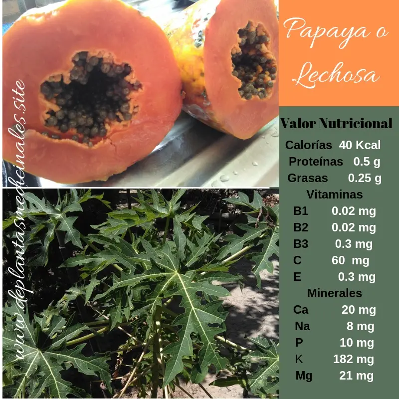 Papaya Carica Papaya planta medicinal llena de vitaminas y minerales