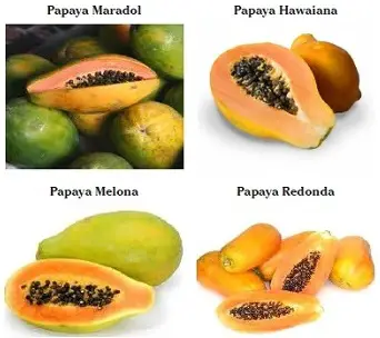 variedades princiapales de la papaya