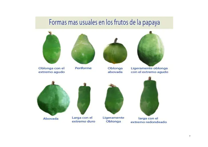 tipos de papaya según su forma.