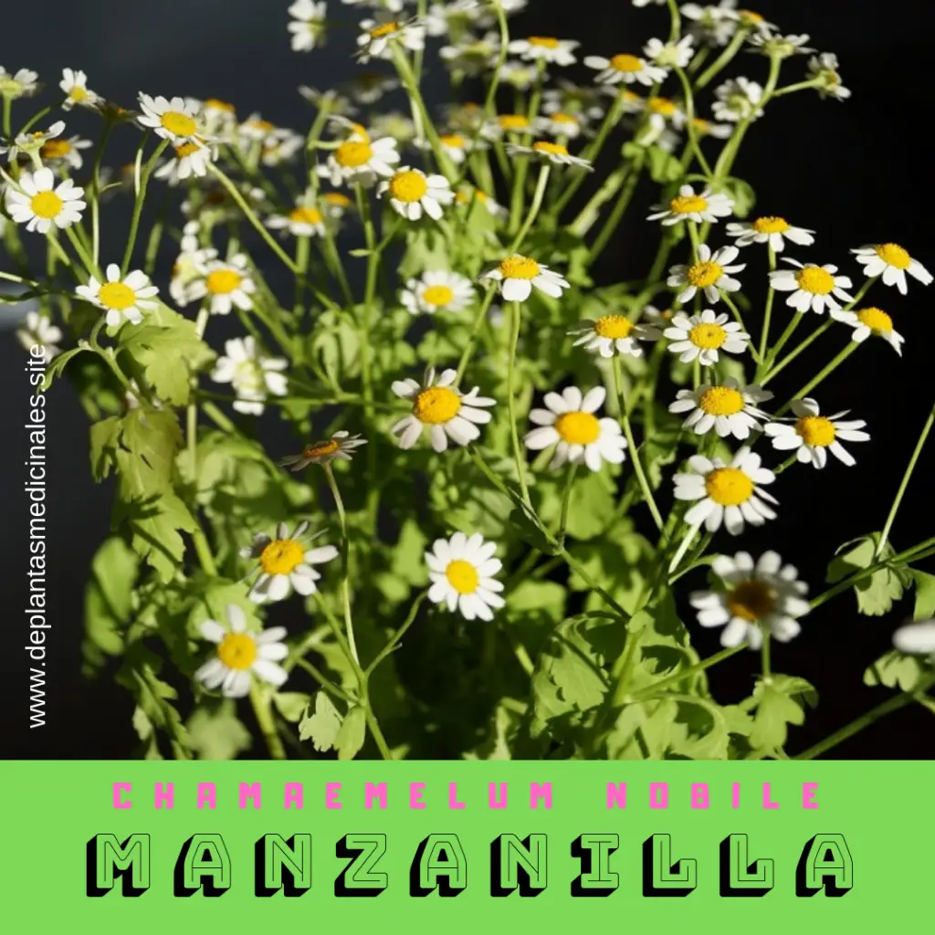 Manzanilla hierba para hacer infusiones con sus flores para calmar la ansiedad