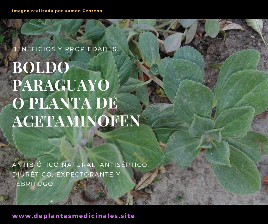Planta de acetaminofén o boldo paraguayo, antibiótico natural y antiséptico