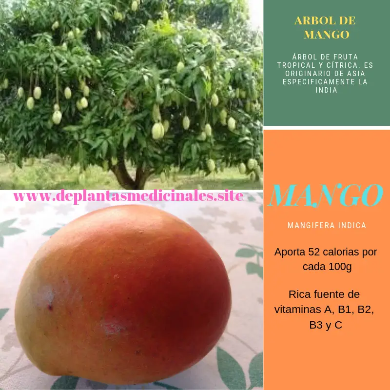 l mango, nombre cientifico del mango y el origen del mango