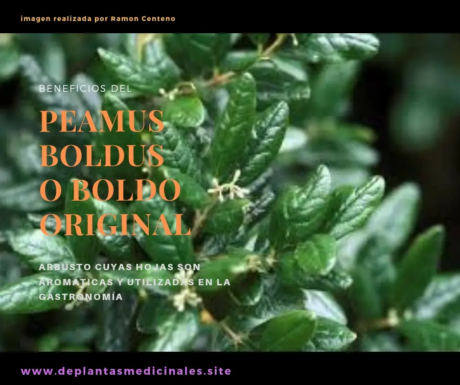 peamus boldus, árbol originario de chile cuyo usos son en la gastronomía y como planta medicinal.