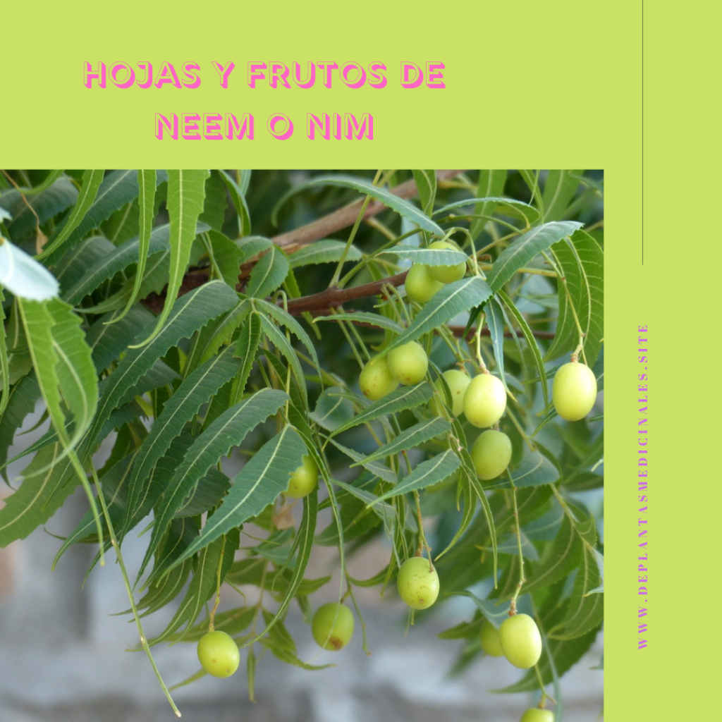 Hojas, corteza y frutos del árbol de neem