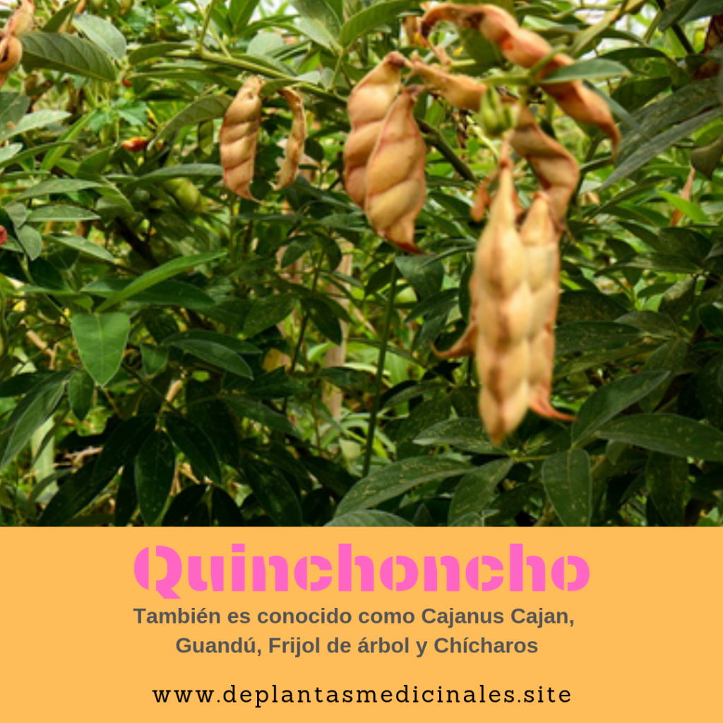 Quinchoncho o cajanus cajan también conocido como gandul, guandul, guandú, chícharo, frijol de árbol