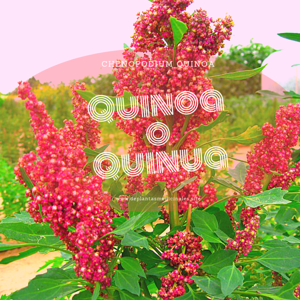 quinoa o quinua nombre cientifico chenopodium quinoa