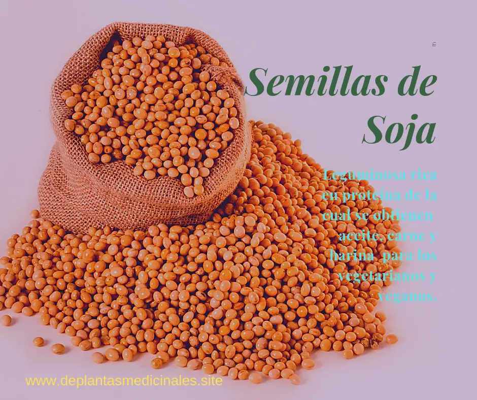 semillas de soja