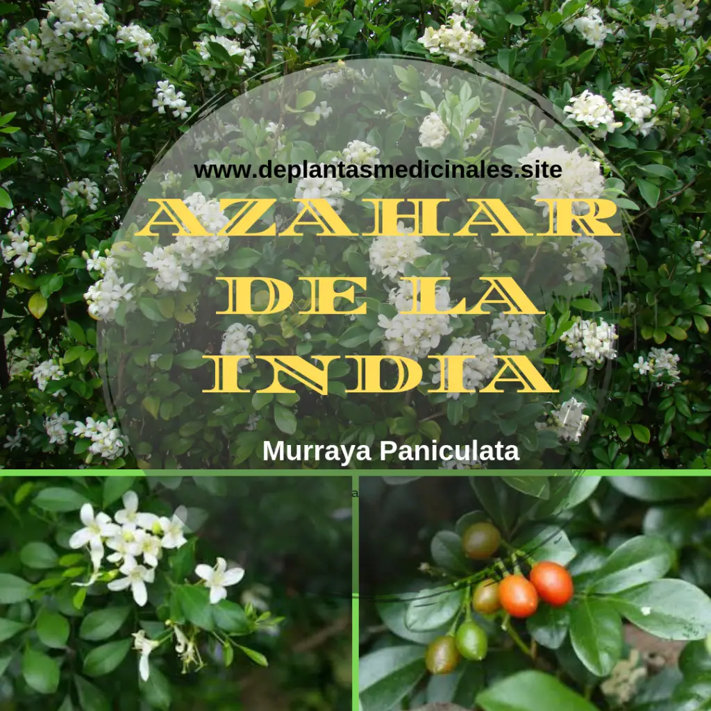 azahar de la india o murraya paniculata