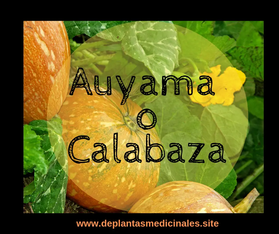 Auyama o Calabaza
