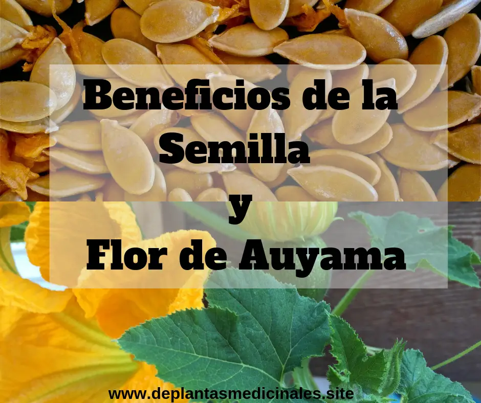Beneficios de la semilla y la flor de auyama