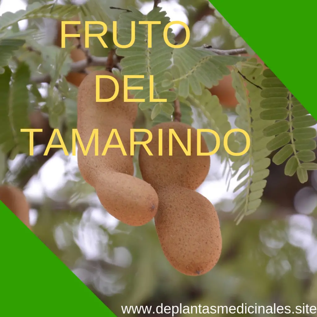 Fruto del Tamarindo