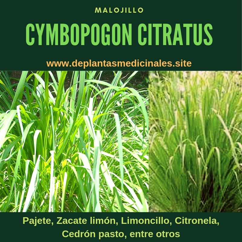 Malojillo - Cymbopogon Citratus