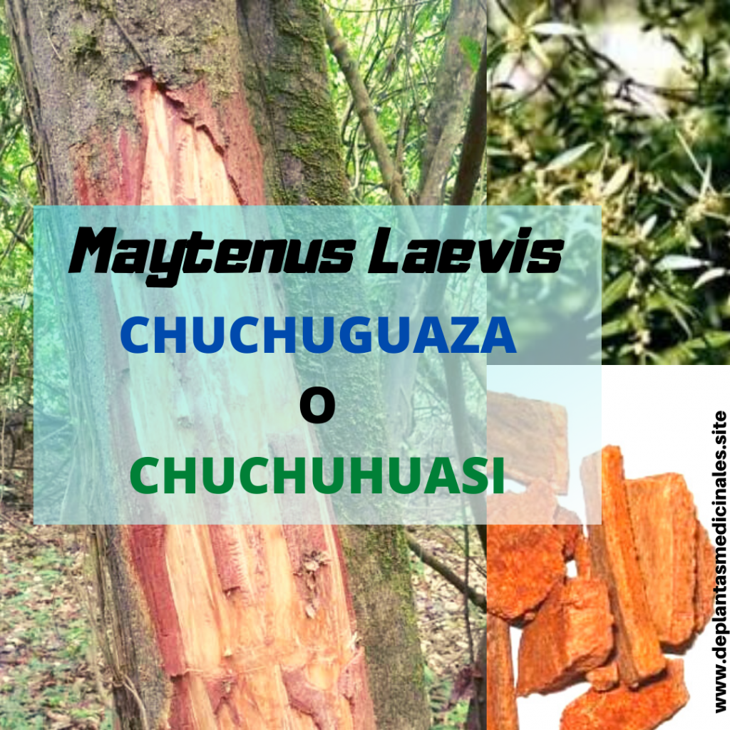 Chuchuguaza o Chuchuhuasi- Maytenus Laevis