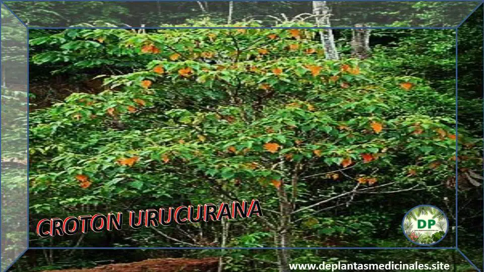 Drago Croton Urucurana