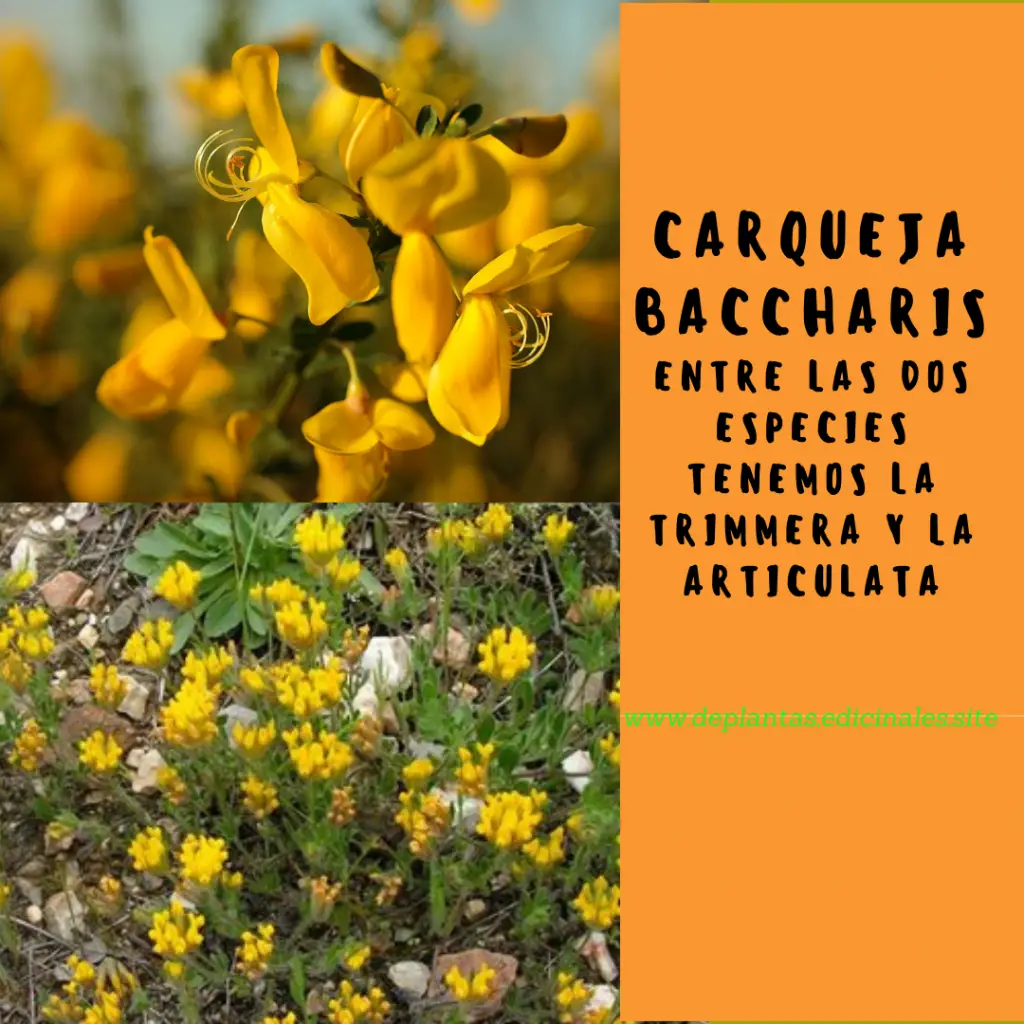 Carqueja- Baccharis Trimmera y Articulata