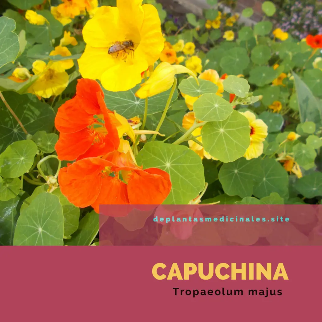 Capuchina- Tropaeolum majus