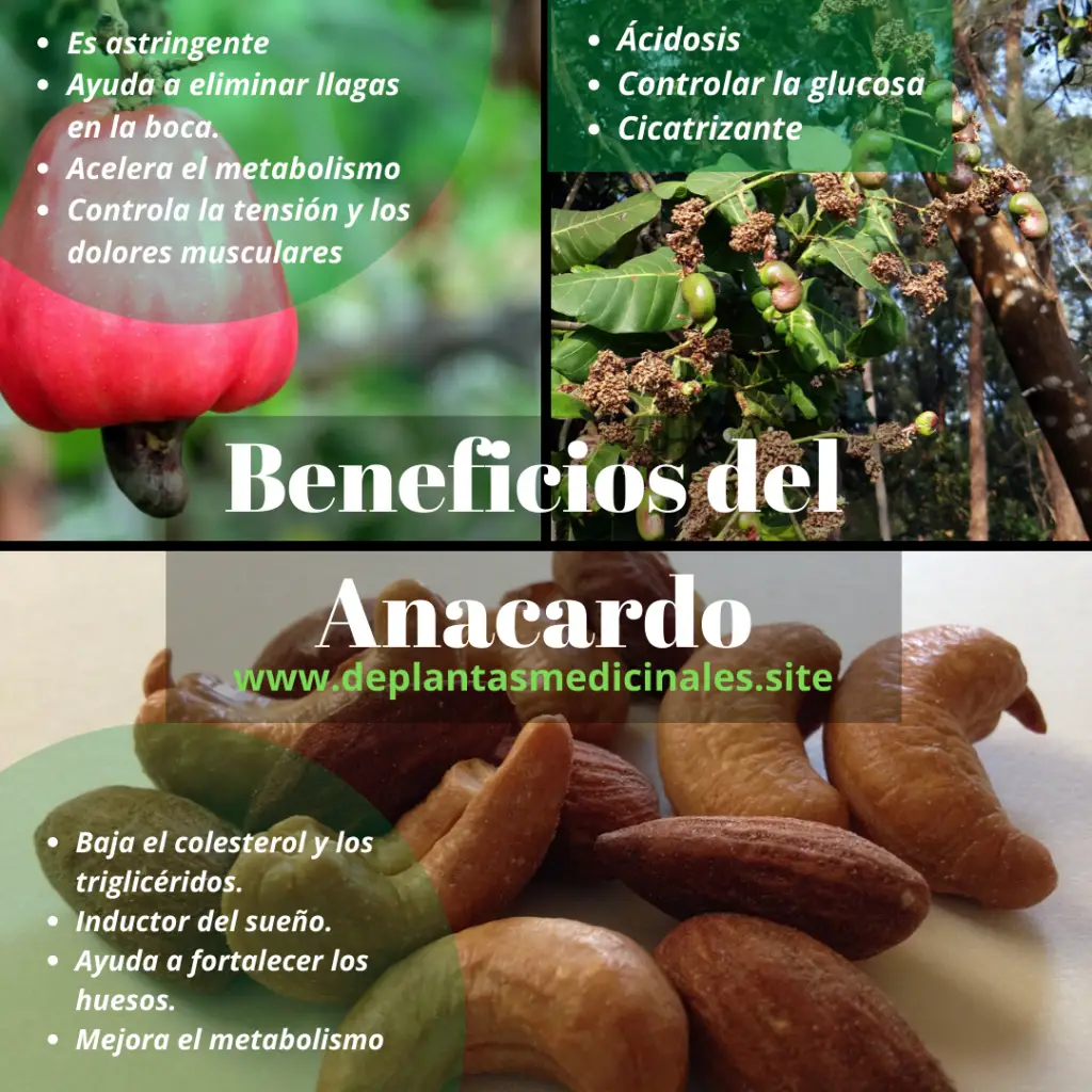 Beneficios del Anacardo o Marañón