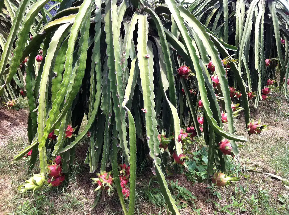 Planta de Pitahaya